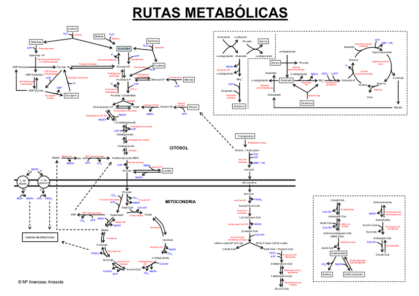 Miniatura del documento Esquema-rutas-metabolicas.pdf
