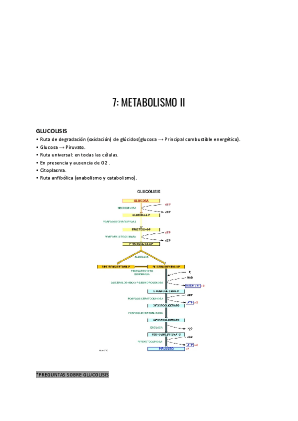 Miniatura del documento Metabolismo-II.pdf