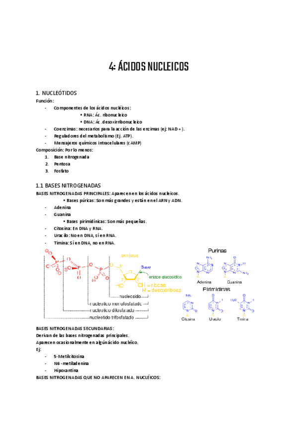 Miniatura del documento Acido-nucleicos.pdf