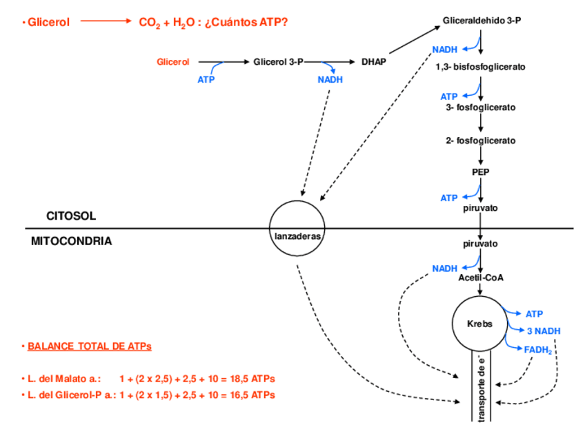 Miniatura del documento Ejercicios-metabolismo-corregidos.pdf
