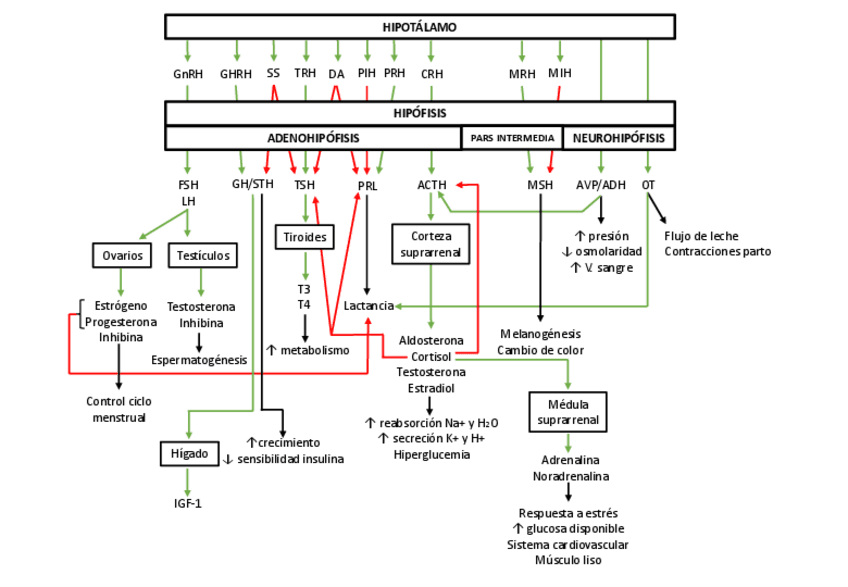 Miniatura del documento esquema-hormonas.pdf