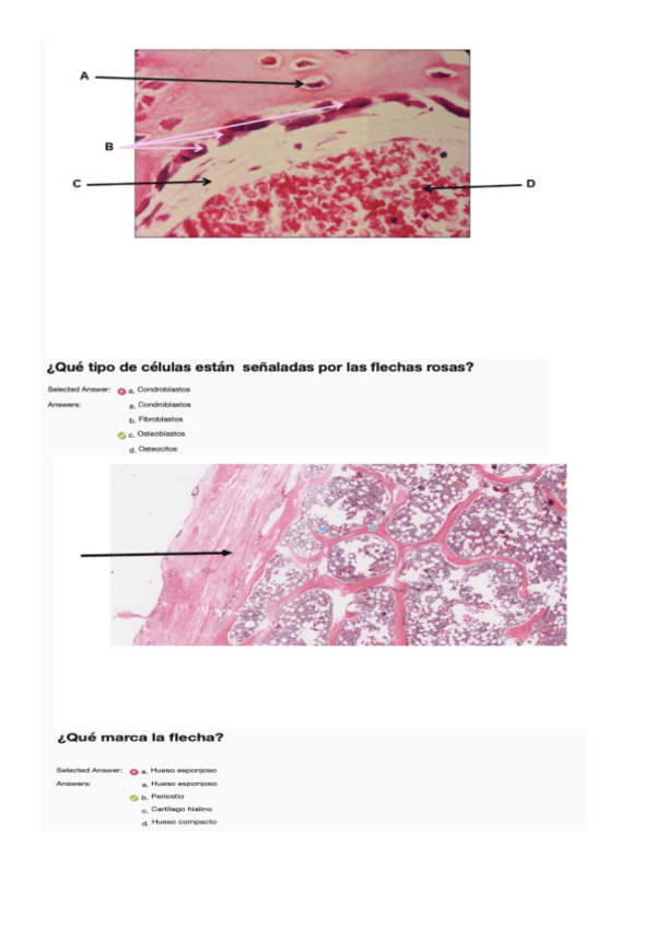 Miniatura del documento test-practica-4-hueso-.pdf