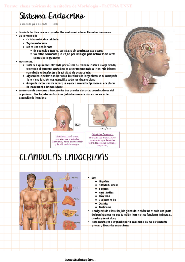 Miniatura del documento MORFO-Sistema-Endorcino.pdf