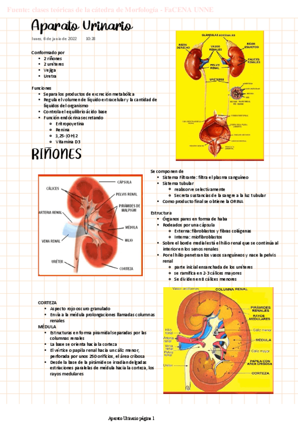 Miniatura del documento MORFO-Aparato-Urinario.pdf