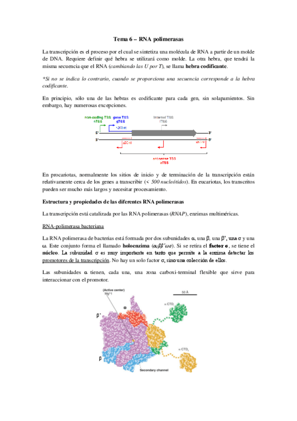 Miniatura del documento Tema 6 - RNA polimerasas.pdf