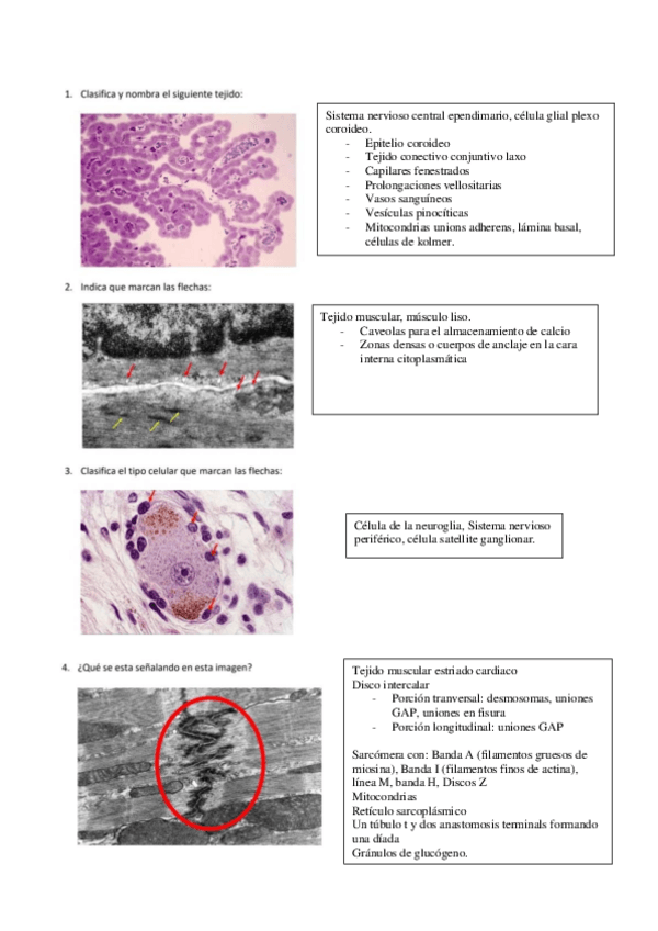 Miniatura del documento IMAGENES-RESUELTAS-D-FOTOS-HISTOLOGICAS.pdf