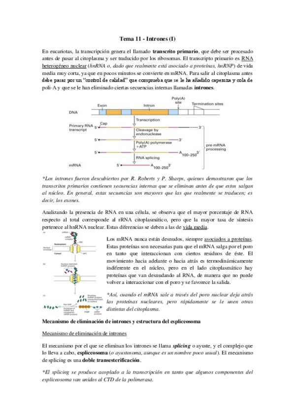 Miniatura del documento Tema 11 - Intrones (I).pdf