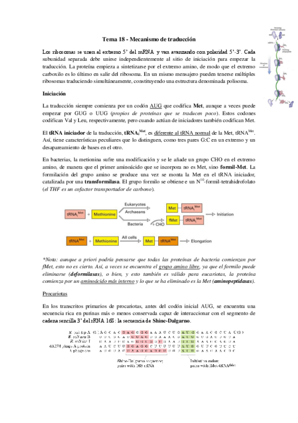 Miniatura del documento Tema 18 - Mecanismo de traducción.pdf