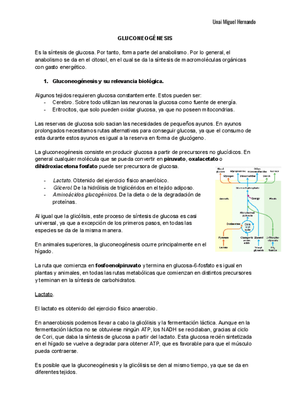 Miniatura del documento 19. Gluconeogénesis.