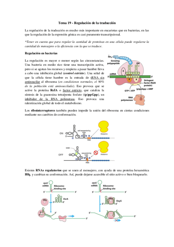 Miniatura del documento Tema 19 - Regulación de la traducción.pdf
