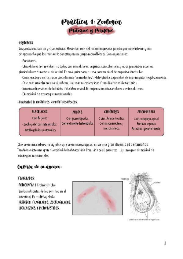 Miniatura del documento Apuntes-de-practicas-de-zoo-completo.pdf