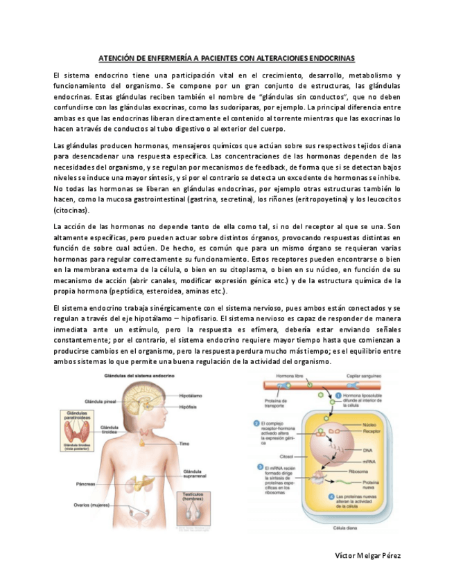 Miniatura del documento EndocrinoMQ3.pdf