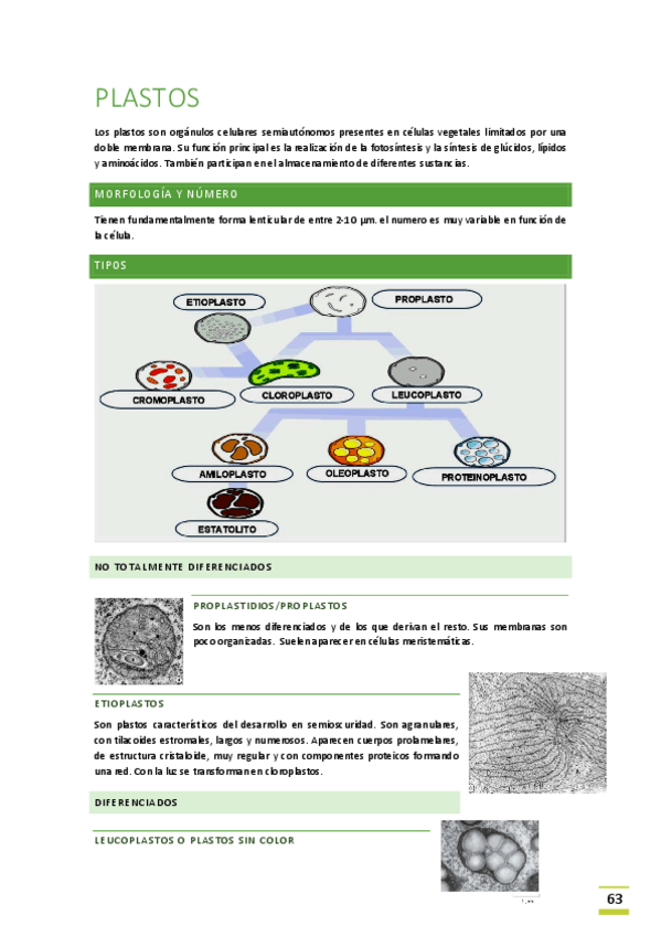 Miniatura del documento Tema-9-Plastos-y-Cloroplastos.pdf