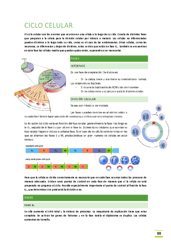 Miniatura del documento Tema-12-Ciclo-celular.pdf