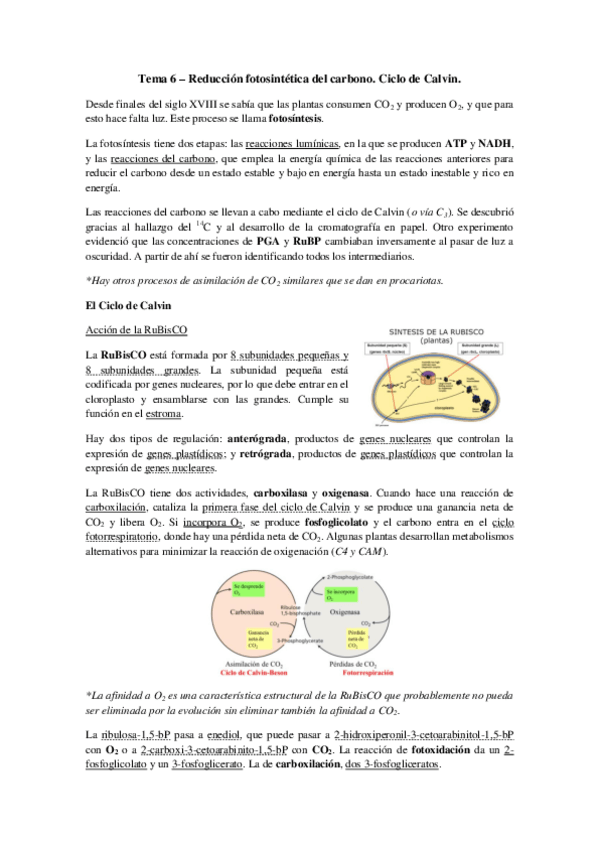 Miniatura del documento Tema 6 - Ciclo de Calvin. Sintesis sacarosa y almidón.pdf