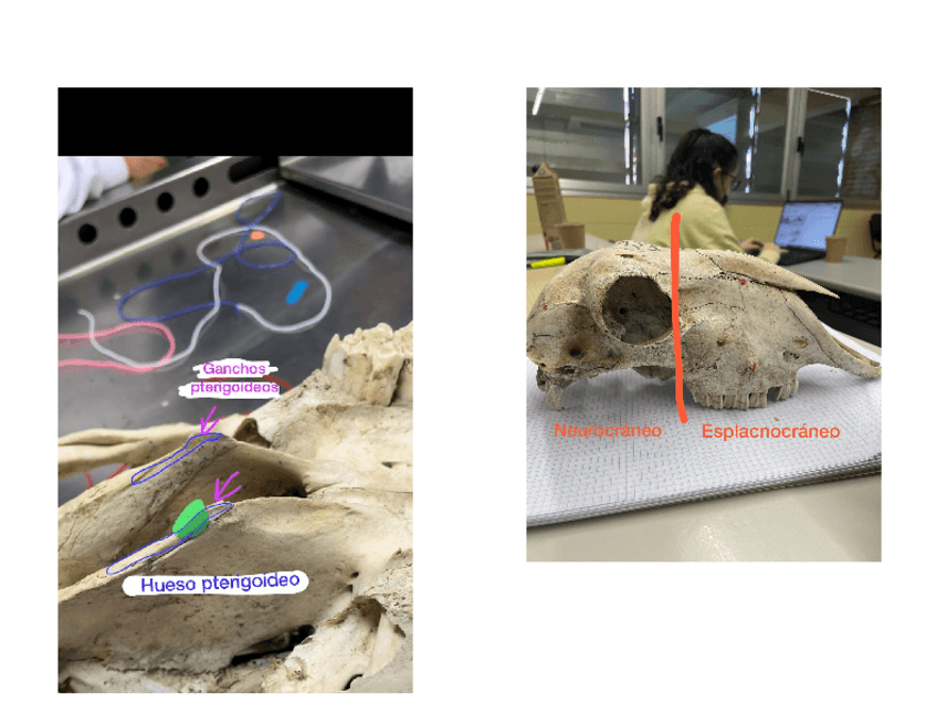 Miniatura del documento SEMINARIO-CRANEO-FOTOS-Y-NOMBRES.pdf