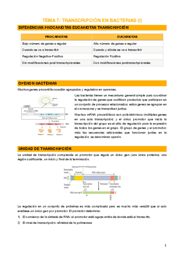 Miniatura del documento 7 - Transcripción en bacterias (I)