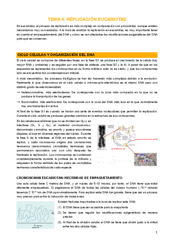 Miniatura del documento 4 - Replicación en eucariotas