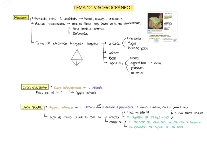 Miniatura del documento Tema-12.pdf