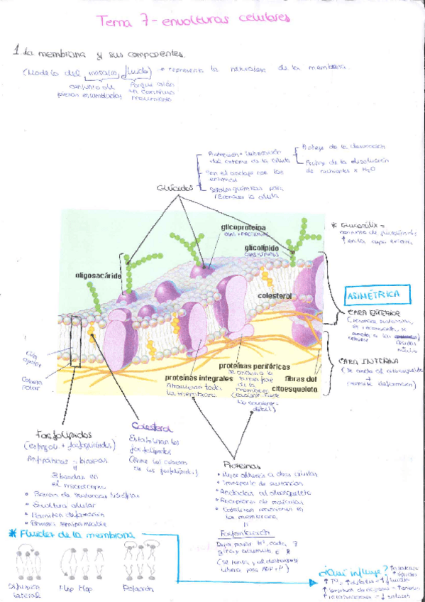 Miniatura del documento Envolturas-celulares-silvia-castillo.pdf