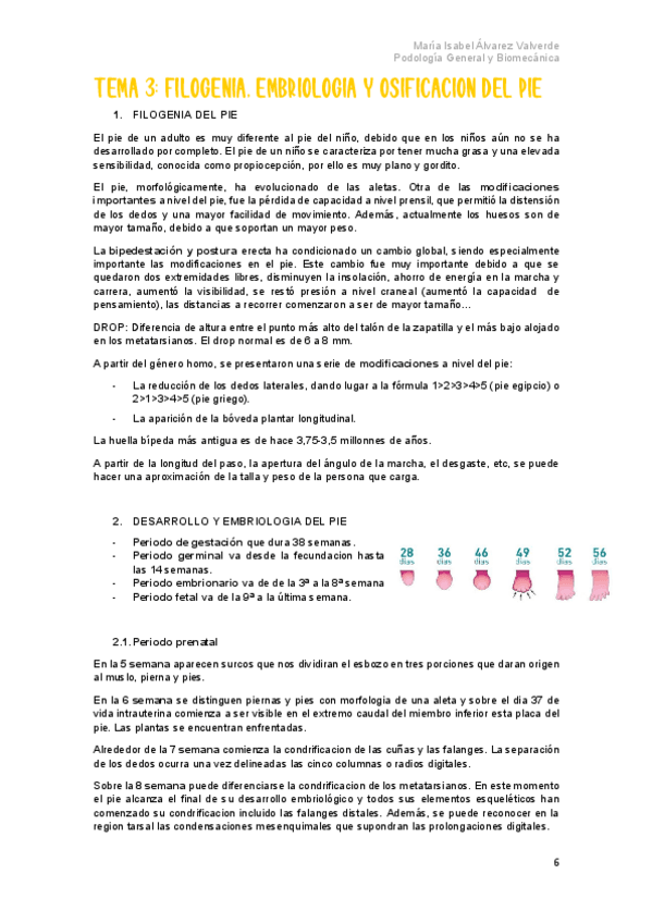 Miniatura del documento T3-Filogenia-embriologia-y-osificacion-del-pie.pdf