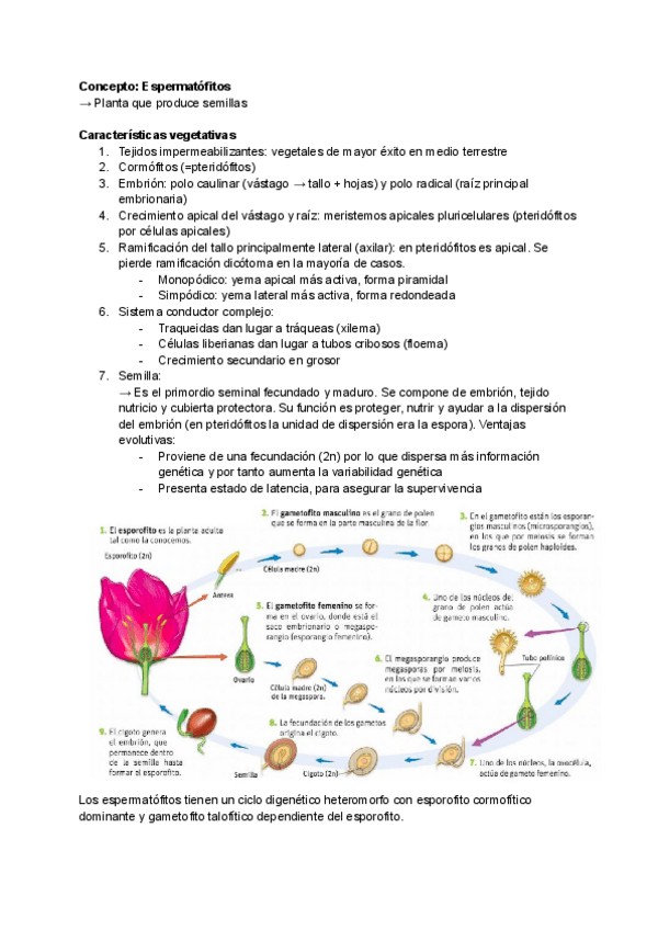 Miniatura del documento Resumen-botanica-2-2022-grupo-B.pdf
