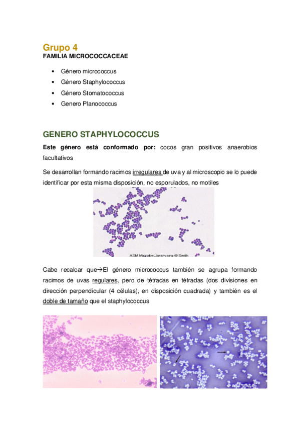 Miniatura del documento GENERO-STAPHYLOCOCCUS.pdf