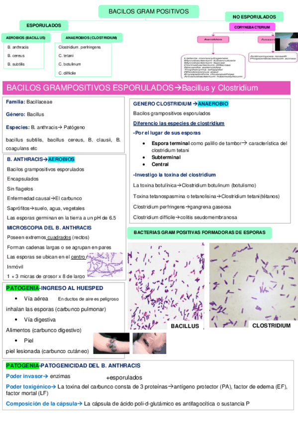 Miniatura del documento BACILOS-GRAM-POSITIVOS.pdf