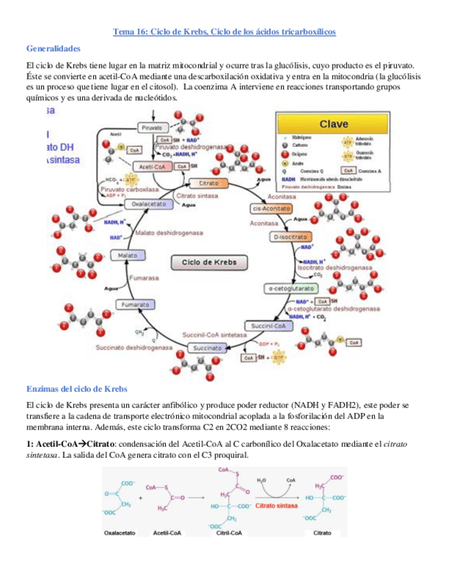 Miniatura del documento Tema-16.pdf