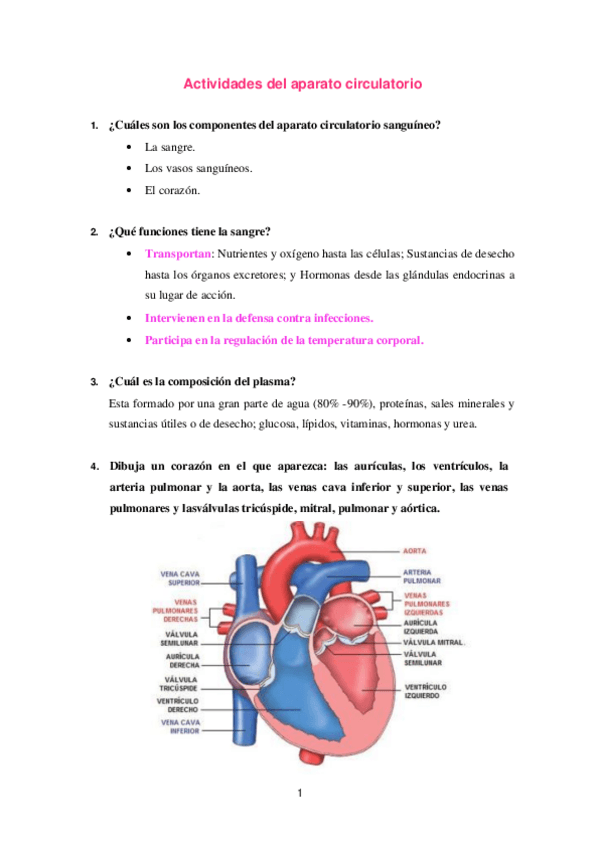 Miniatura del documento Tema-10-ACTIVIDADES-CIRCULATORIO-Y-EXCRETOR.pdf