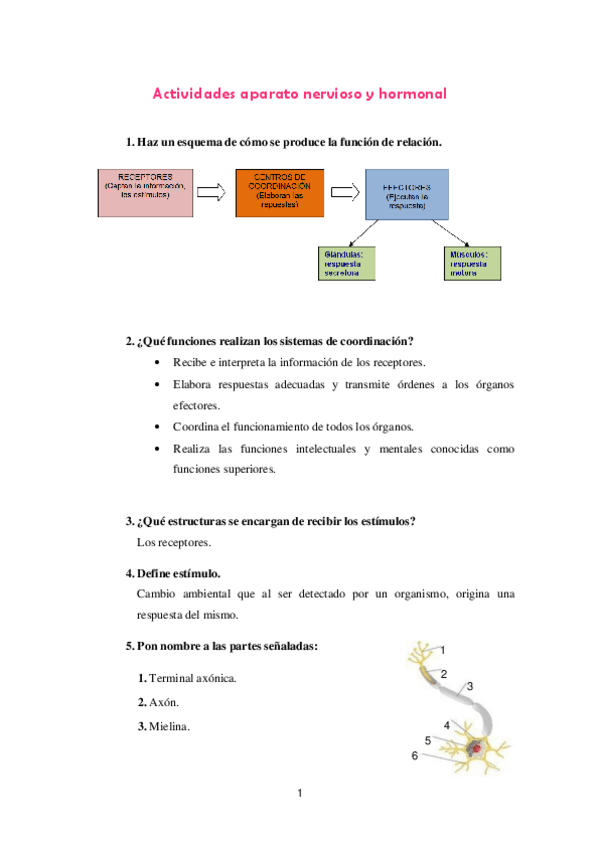 Miniatura del documento Tema-11-ACTIVIDADES-NERVIOSO-HORMONAL.pdf