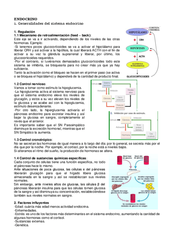Miniatura del documento ENDOCRINO-.pdf