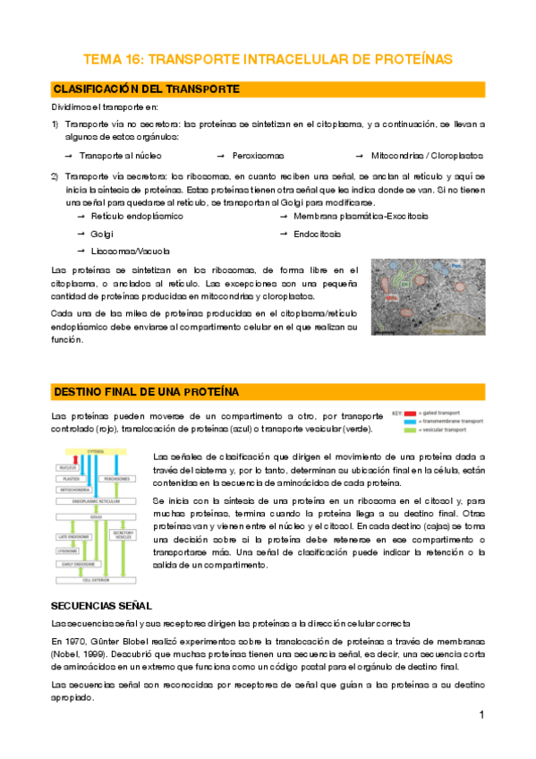Miniatura del documento 16 - Transporte intracelular proteínas