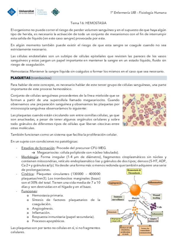 Miniatura del documento Tema-16-Fisiologia-Hemostasia.pdf