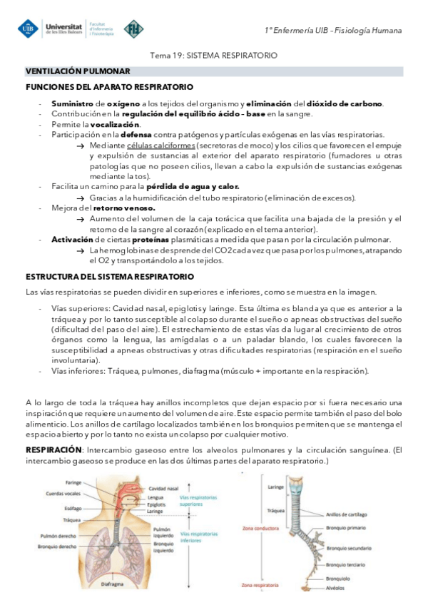 Miniatura del documento Tema-19-Fisiologia-Ventilacion-pulmonar.pdf