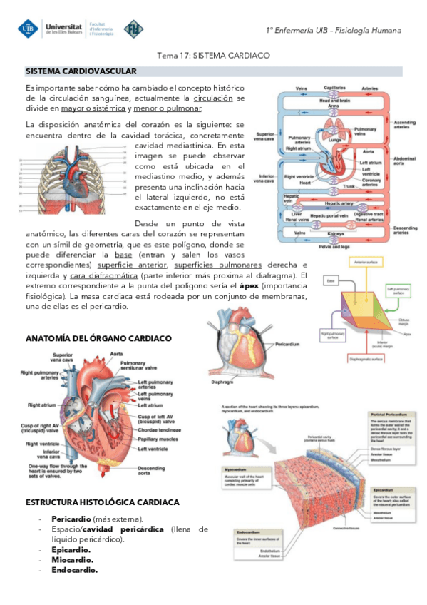 Miniatura del documento Tema-17-Fisiologia-Sistema-cardiaco.pdf