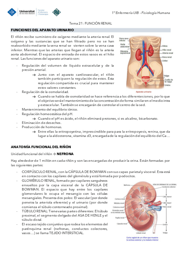 Miniatura del documento Tema-21-Fisiologia-Funcion-renal.pdf