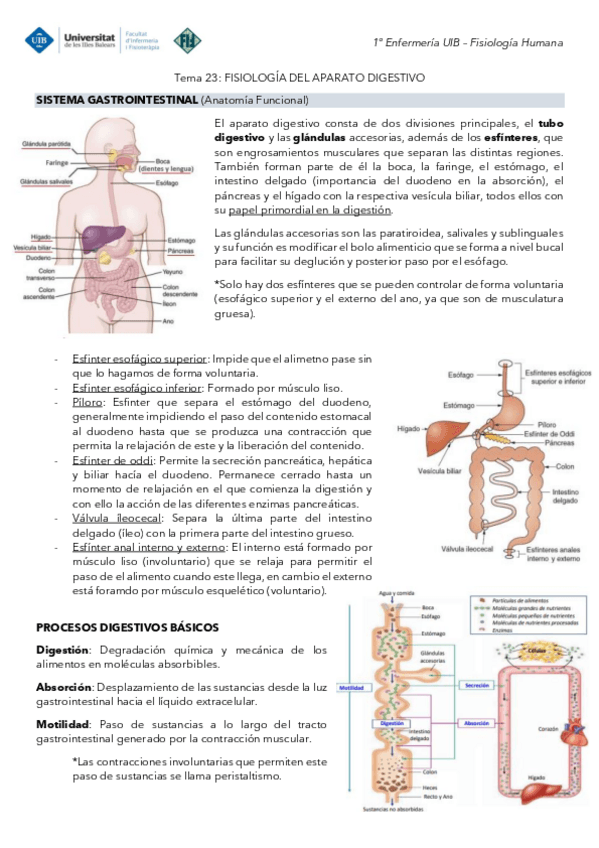 Miniatura del documento Tema-23-Fisiologia-Digestivo.pdf