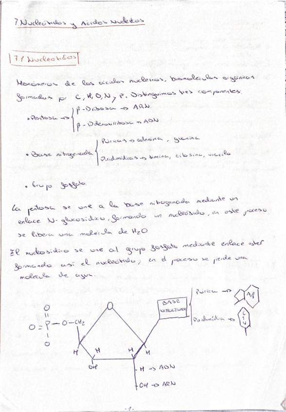 Miniatura del documento TEMA-7-ACIDOS-NUCLEICOS-.pdf