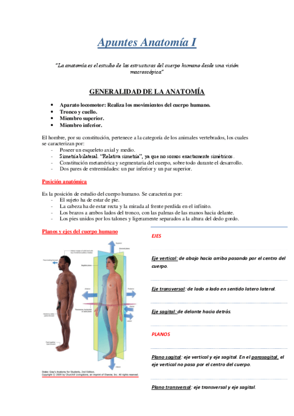 Miniatura del documento Apuntes Anatomía 1º Semestre.pdf
