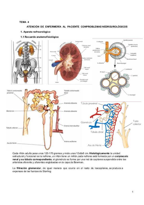 Miniatura del documento Tema 4. Urología