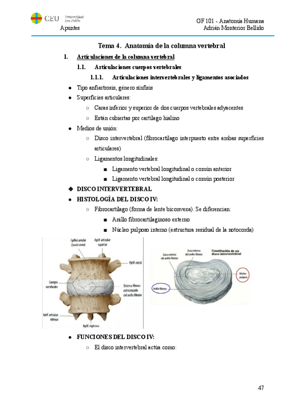 Miniatura del documento T4. Anatomía de la columna vertebral