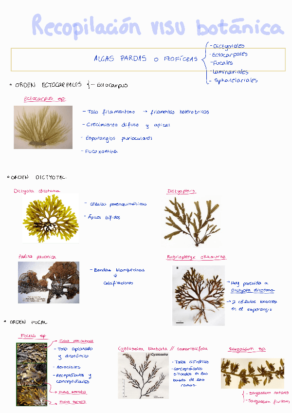 Miniatura del documento GlosarioPracticasBotanica.pdf