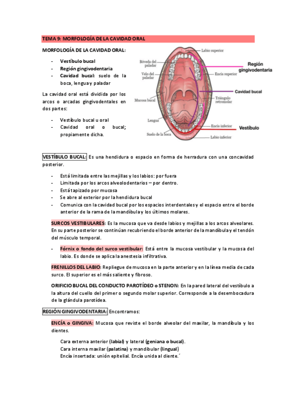 Miniatura del documento tema-9-cavidad-oral-anatomia.pdf