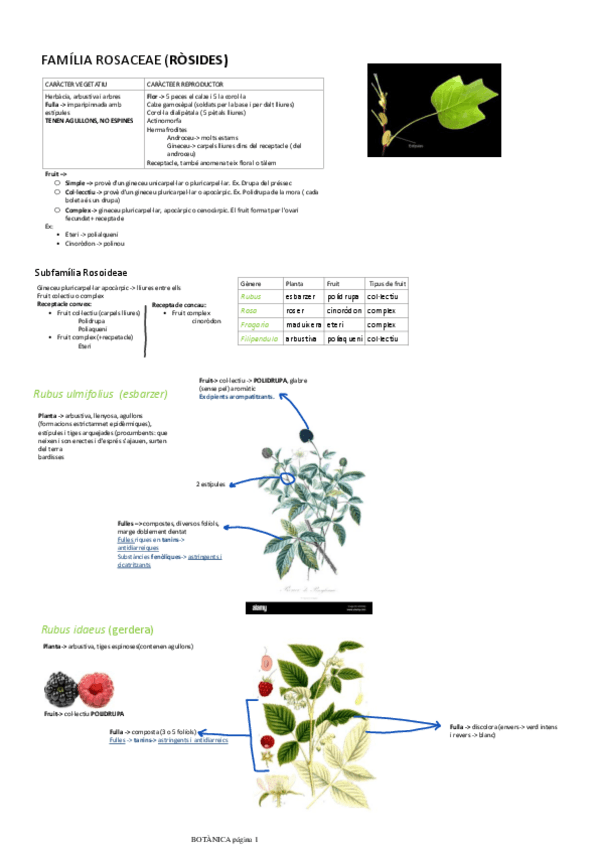 Miniatura del documento FAMILIA-ROSACEAE-ROSIDES.pdf
