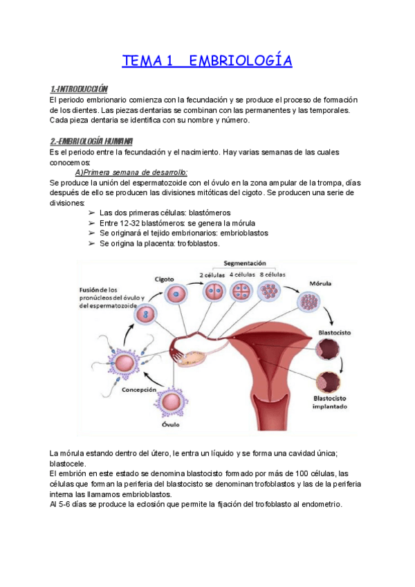 Miniatura del documento TEMA-1-EMBRIOLOGIA.pdf