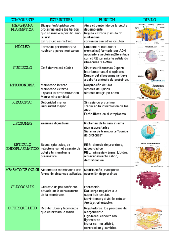 Miniatura del documento celula.pdf