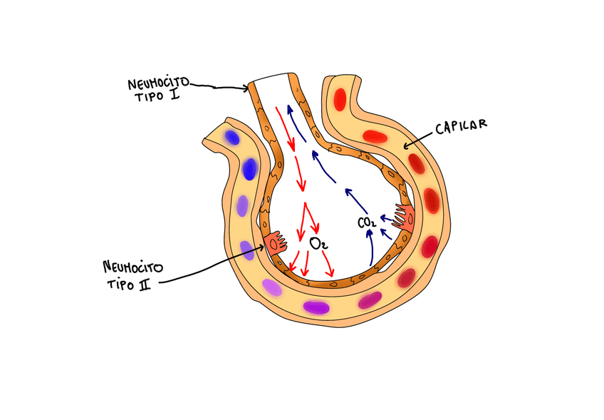 Miniatura del documento ALVEOLO.jpg