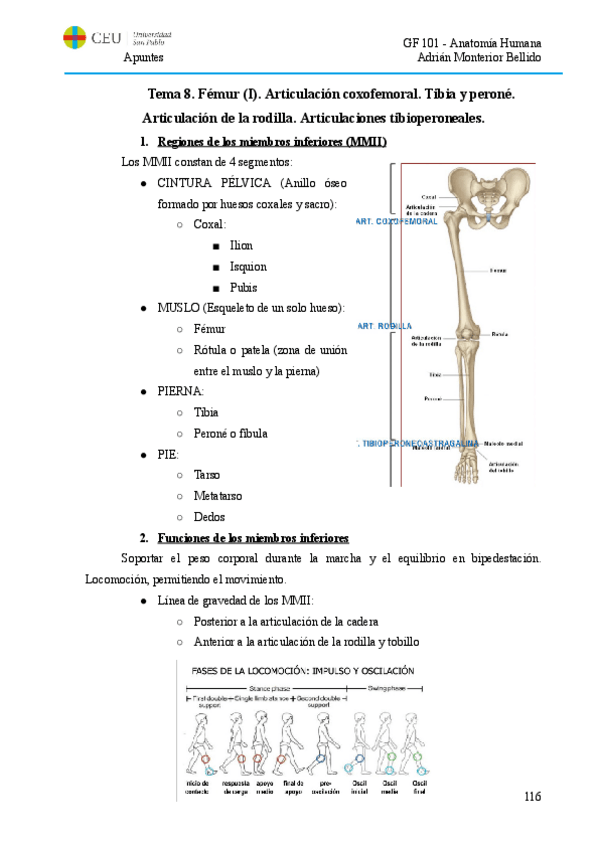 Miniatura del documento T8.PI. Tibia y peroné