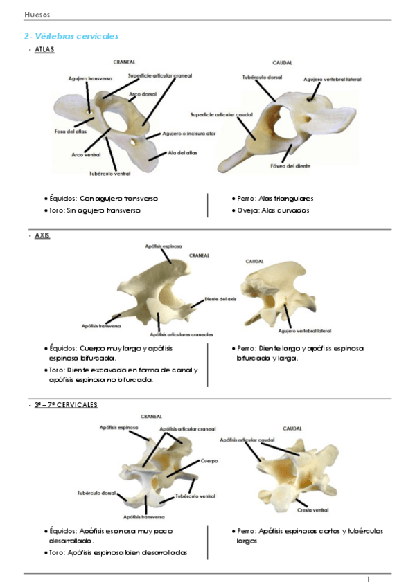 Miniatura del documento Anatomía 1- Practico huesos.pdf